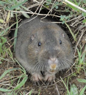 Picture of Gopher