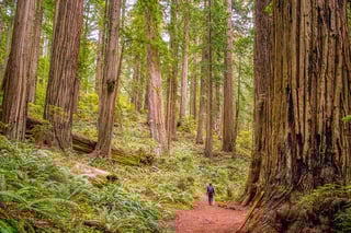 Picture of State park