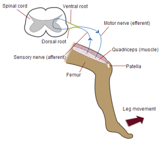 Picture of Reflex