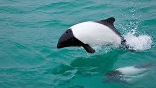 Picture of Commerson's dolphin