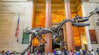 Picture of American Museum of Natural History