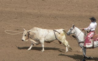 Picture of Lasso