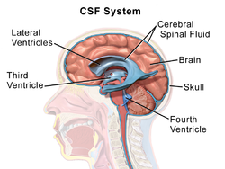 Picture of Cerebrospinal fluid