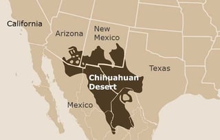 Picture of Chihuahuan Desert