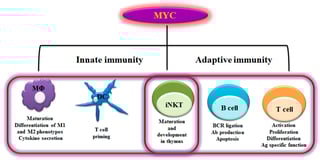 Picture of Myc