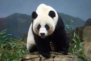 Picture of Mei Xiang