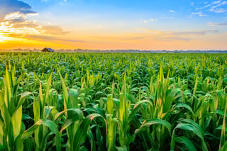 Picture of Crop