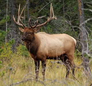 Picture of Elk
