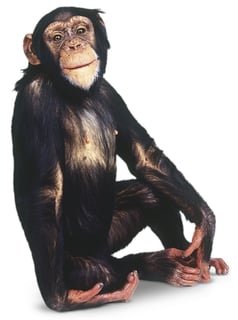 Picture of Chimpanzee