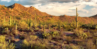 Picture of Saguaro National Park