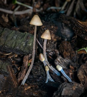 Picture of Mycena