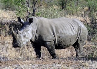 Picture of Southern white rhinoceros