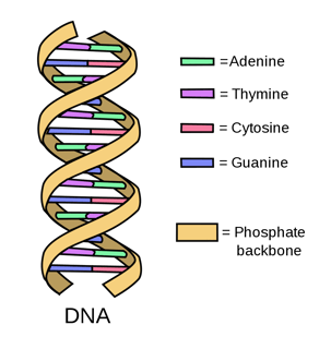 Picture of DNA