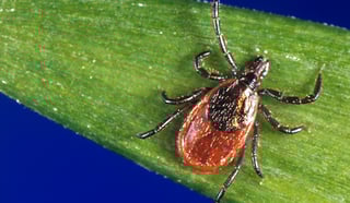 Picture of Powassan virus