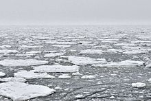 Picture of Arctic ice pack