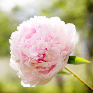 Picture of Peony