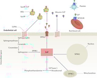 Picture of Sphingosine-1-phosphate