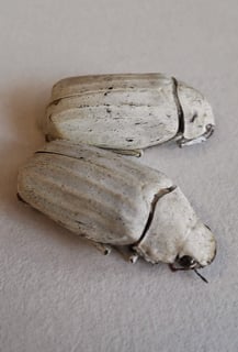 Picture of Cyphochilus