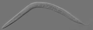 Picture of Caenorhabditis