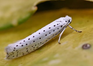 Picture of Ermine moths