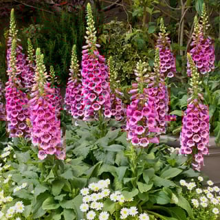 Picture of Digitalis