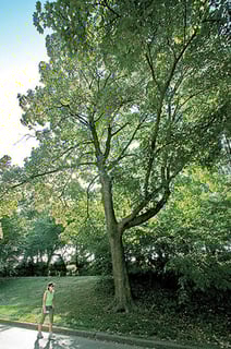 Picture of Sycamore maple