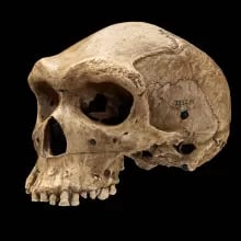 Picture of Homo heidelbergensis