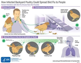Picture of avian influenza