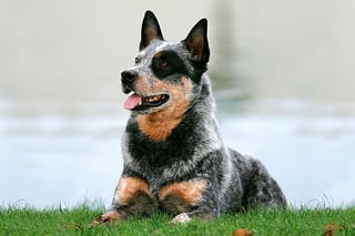 Picture of Australian Cattle Dog