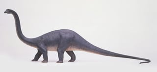 Picture of Diplodocus