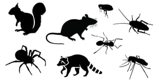 Picture of Vermin
