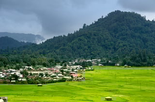 Picture of Ziro