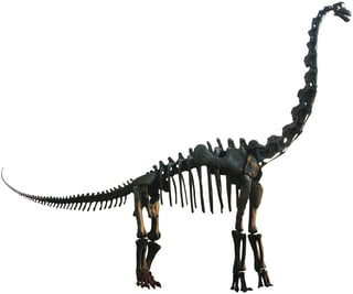 Picture of Brachiosaurus