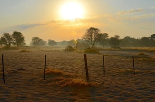 Picture of Morning
