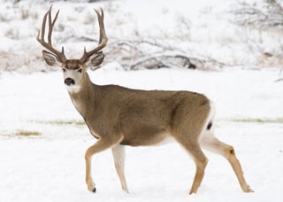 Picture of Mule deer