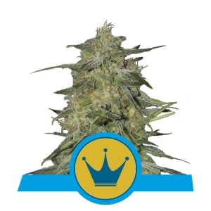 Picture of Royal Highness
