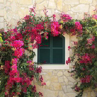 Picture of Bougainvillea