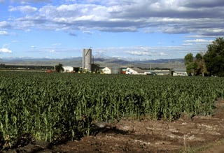 Picture of Eastern Plains
