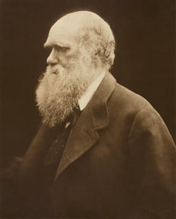 Picture of Darwinism