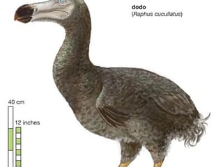 Picture of Dodo