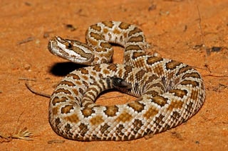 Picture of Rattlesnake
