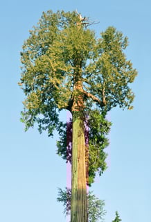 Picture of Western redcedar
