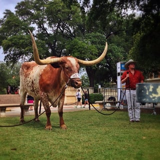 Picture of Bevo