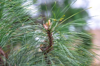 Picture of Pinus jeffreyi