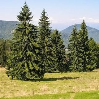 Picture of Norway spruce