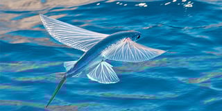 Picture of Flying fish