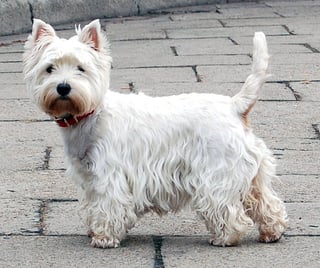 Picture of West Highland White Terrier