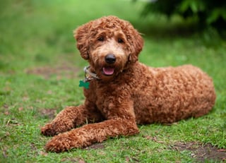 Picture of Labradoodle