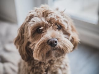 Picture of Cockapoo