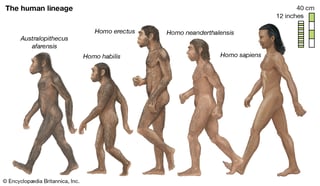 Picture of Homo